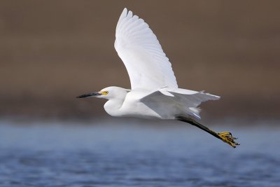 Snowy Egret