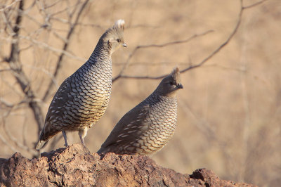 Scaled Quail