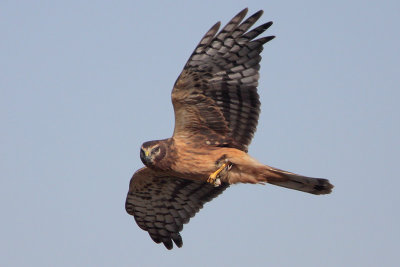 Northern Harrier