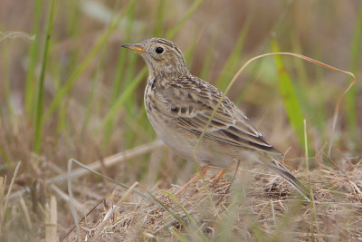 Sprague's Pipit