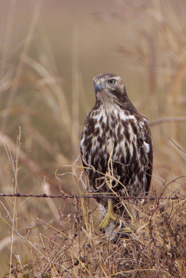 Harlan's Red-tailed Hawk