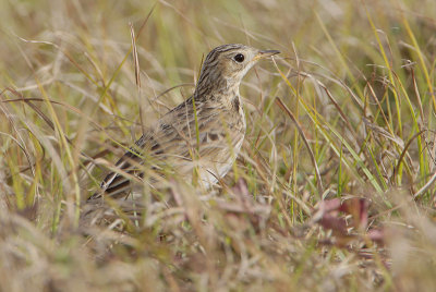 Sprague's Pipit