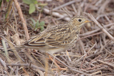 Sprague's Pipit