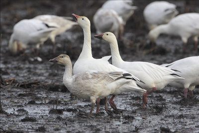 Snow Goose