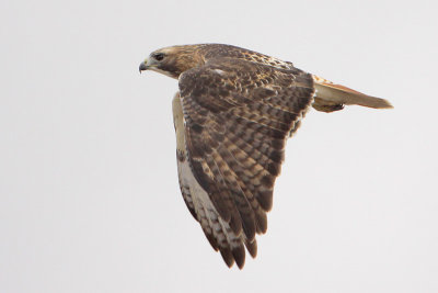 Red-tailed Hawk