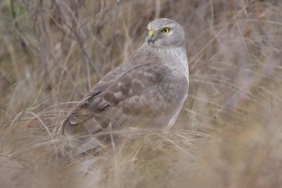 Northern Harrier