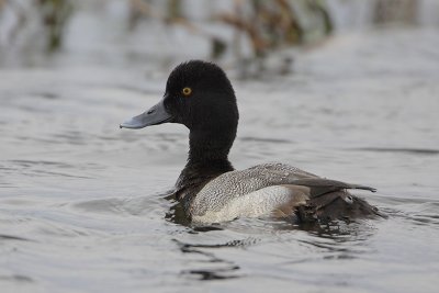 Lesser Scaup