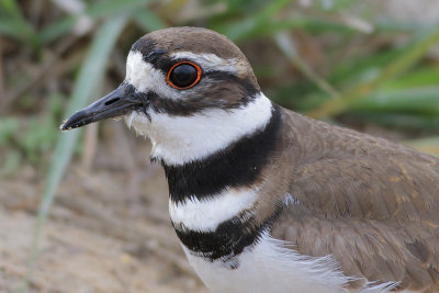 Killdeer