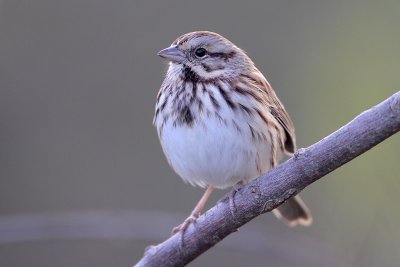 Song Sparrow