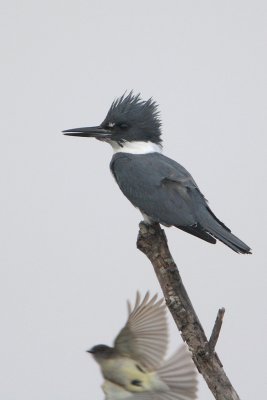 Belted Kingfisher and Eastern Phoebe