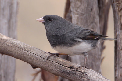 Dark-eyed Junco