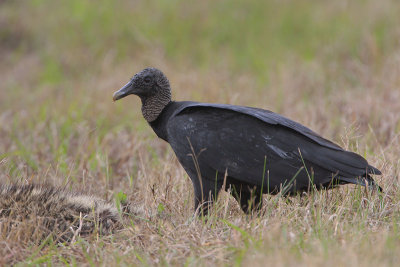 Black Vulture