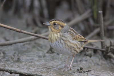 Nelson's Sharp-tailed Sparrow