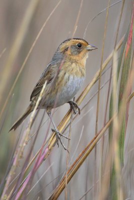 Nelson's Sharp-tailed Sparrow