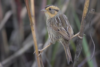 Nelson's Sharp-tailed Sparrow