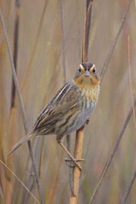 Nelson's Sharp-tailed Sparrow