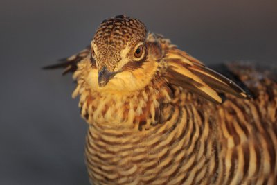 Greater Prairie Chicken (Attwater's)