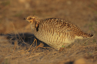 Greater Prairie Chicken (Attwater's)