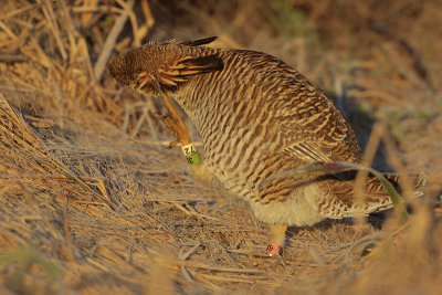 Greater Prairie Chicken (Attwater's)