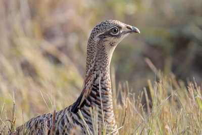 Greater Prairie Chicken (Attwaters)