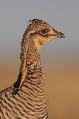 Greater Prairie Chicken (Attwater's)