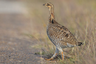 Greater Prairie Chicken (Attwater's)