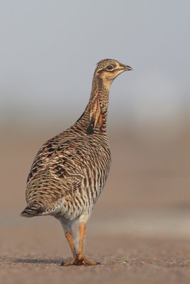 Greater Prairie Chicken (Attwater's)