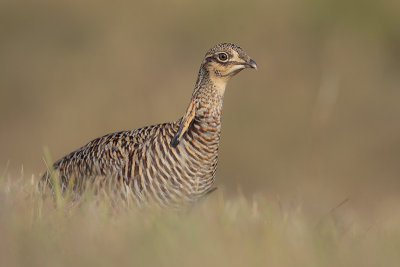 Greater Prairie Chicken (Attwater's)