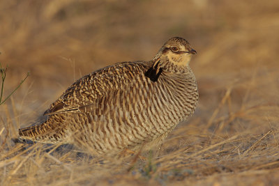 Greater Prairie Chicken (Attwater's)