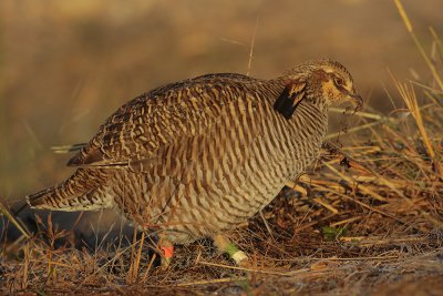 Greater Prairie Chicken (Attwater's)