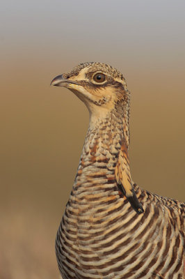 Greater Prairie Chicken (Attwater's)