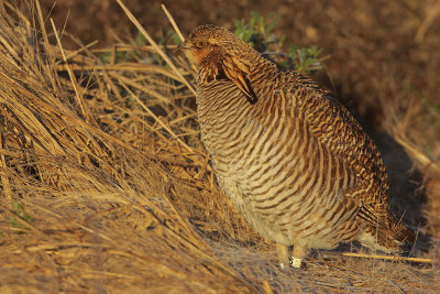 Greater Prairie Chicken (Attwater's)