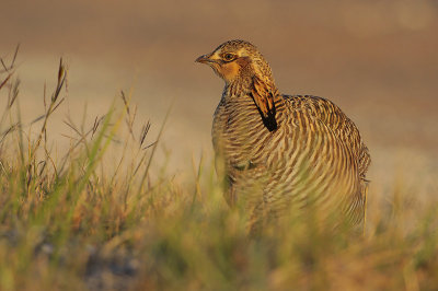 Greater Prairie Chicken (Attwaters)