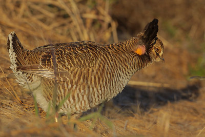 Greater Prairie Chicken (Attwater's)