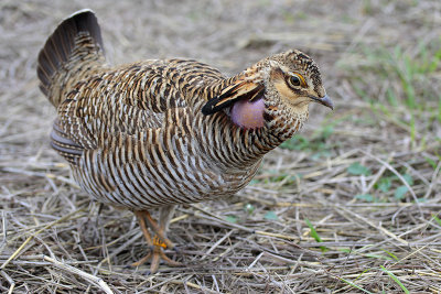 Greater Prairie Chicken (Attwater's)