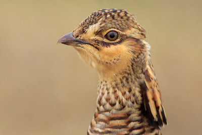 Greater Prairie Chicken (Attwater's)