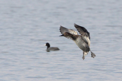 Canvasback and American Coot