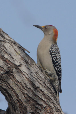 Golden-fronted Woodpecker