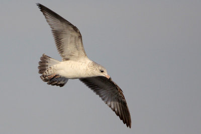 Ring-billed Gull