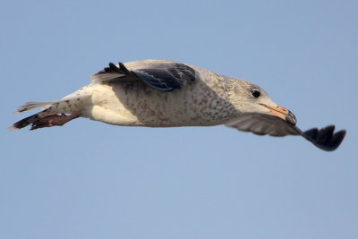 Ring-billed Gull