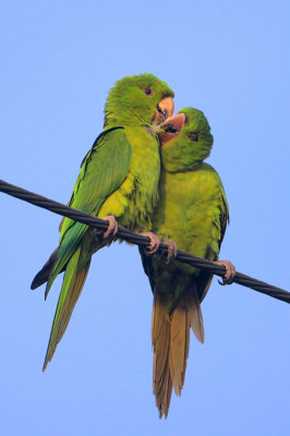 Green Parakeet