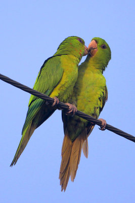 Green Parakeet