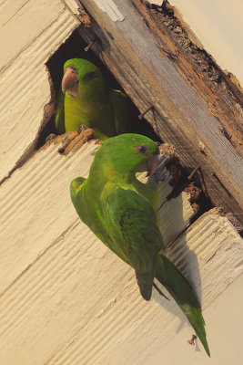 Green Parakeet