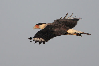 Crested Caracara