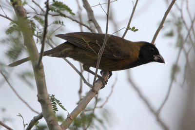 Crimson-collared Grosbeak