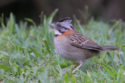 Rufous-collared Sparrow