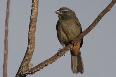 Grayish Saltator