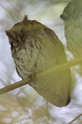 Tropical Screech-Owl