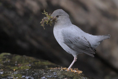 American Dipper