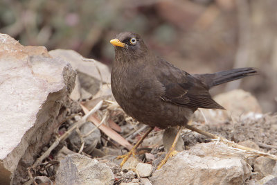 Sooty Thrush